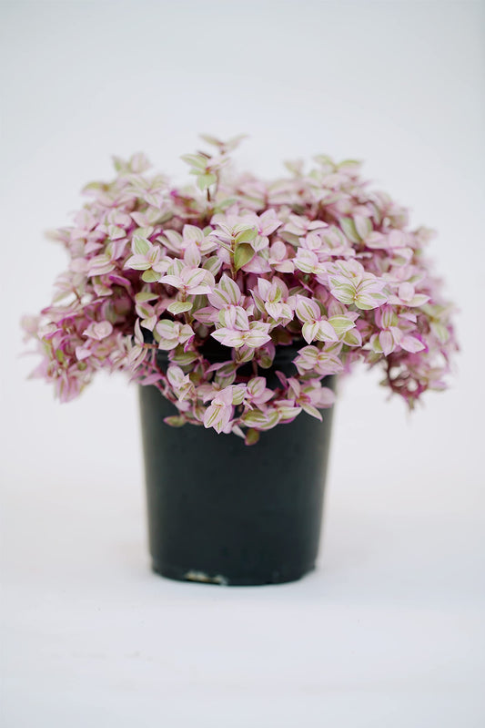 Callisia ‘Pink Panther’ – Live Indoor Plant in 4” Grower Pot (Variegated Pink Foliage)