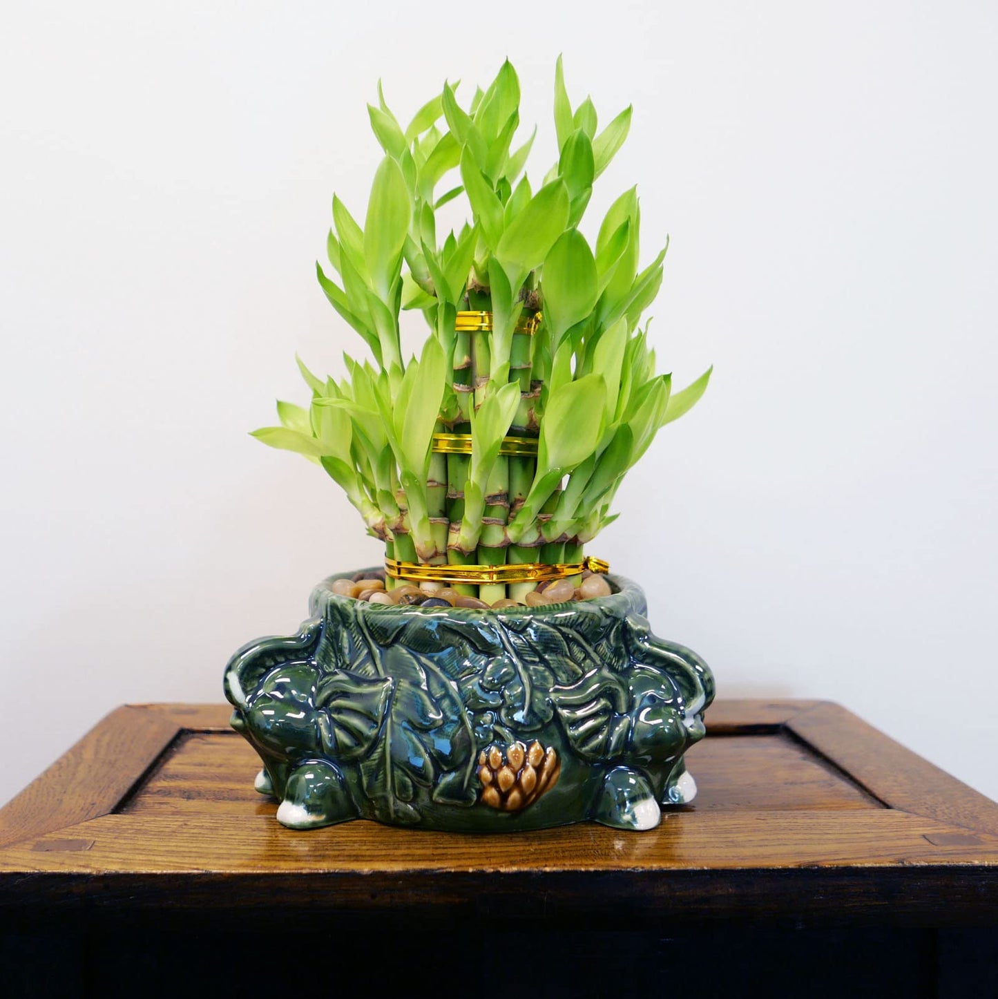 3-Tier Lucky Bamboo Plant Arrangement in Ceramic Animal Pot