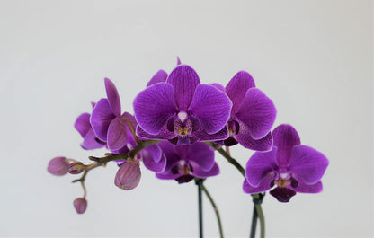 Mini Phalaenopsis Orchid – 3" with Ceramic Pot