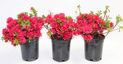 Hino-Crimson Azalea – 1 Gallon Outdoor Shrub with Vibrant Red Blooms