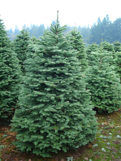 Real Fresh Cut Noble Fir Christmas Tree