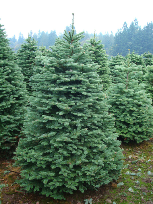 Real Fresh Cut Noble Fir Christmas Tree