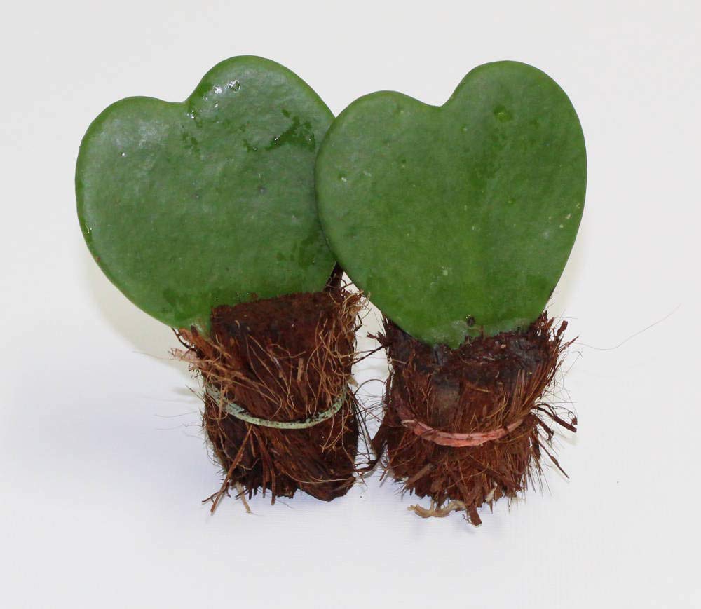 Heart-Shaped Hoya Kerrii – Live Succulent in Glass Apple Terrarium