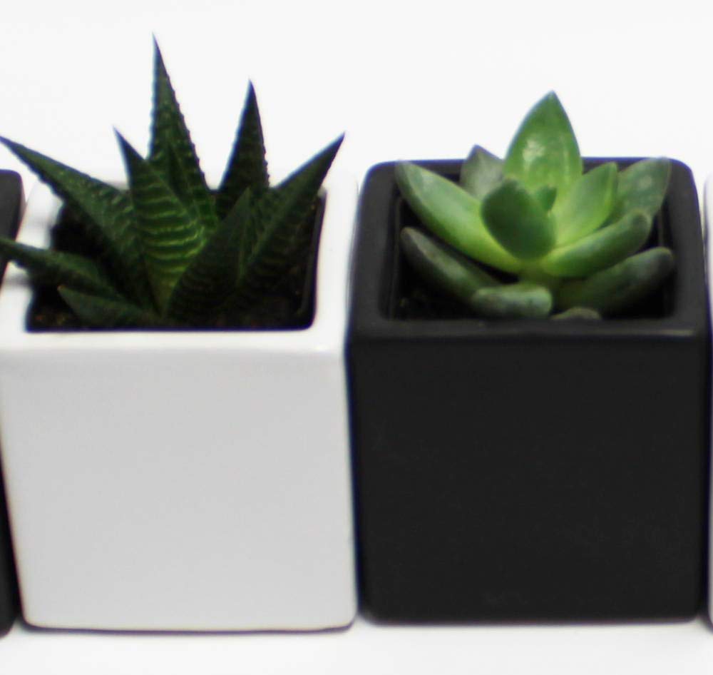Live 2-Inch Assorted Succulent Set – Mini Potted Plants with Decorative Rocks (2, 3, or 5 Pack)