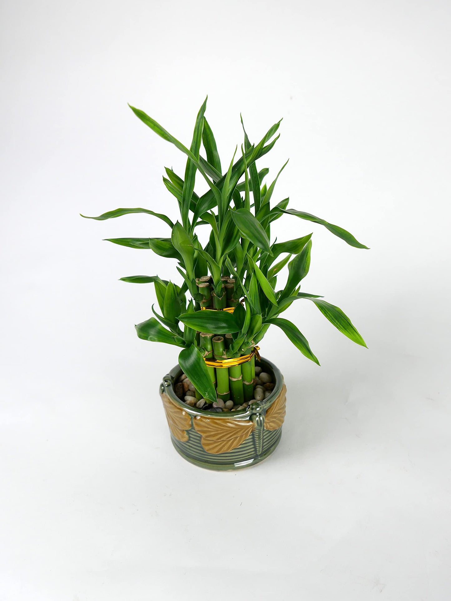 2-Tier Lucky Bamboo Tower – Live Plant in Frog Ceramic Pot