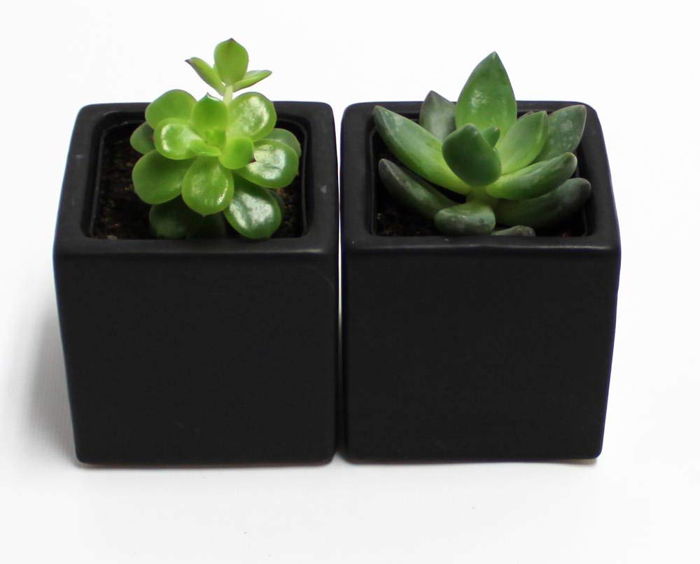Live 2-Inch Assorted Succulent Set – Mini Potted Plants with Decorative Rocks (2, 3, or 5 Pack)