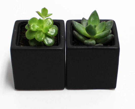 Live 2-Inch Assorted Succulent Set – Mini Potted Plants with Decorative Rocks (2, 3, or 5 Pack)