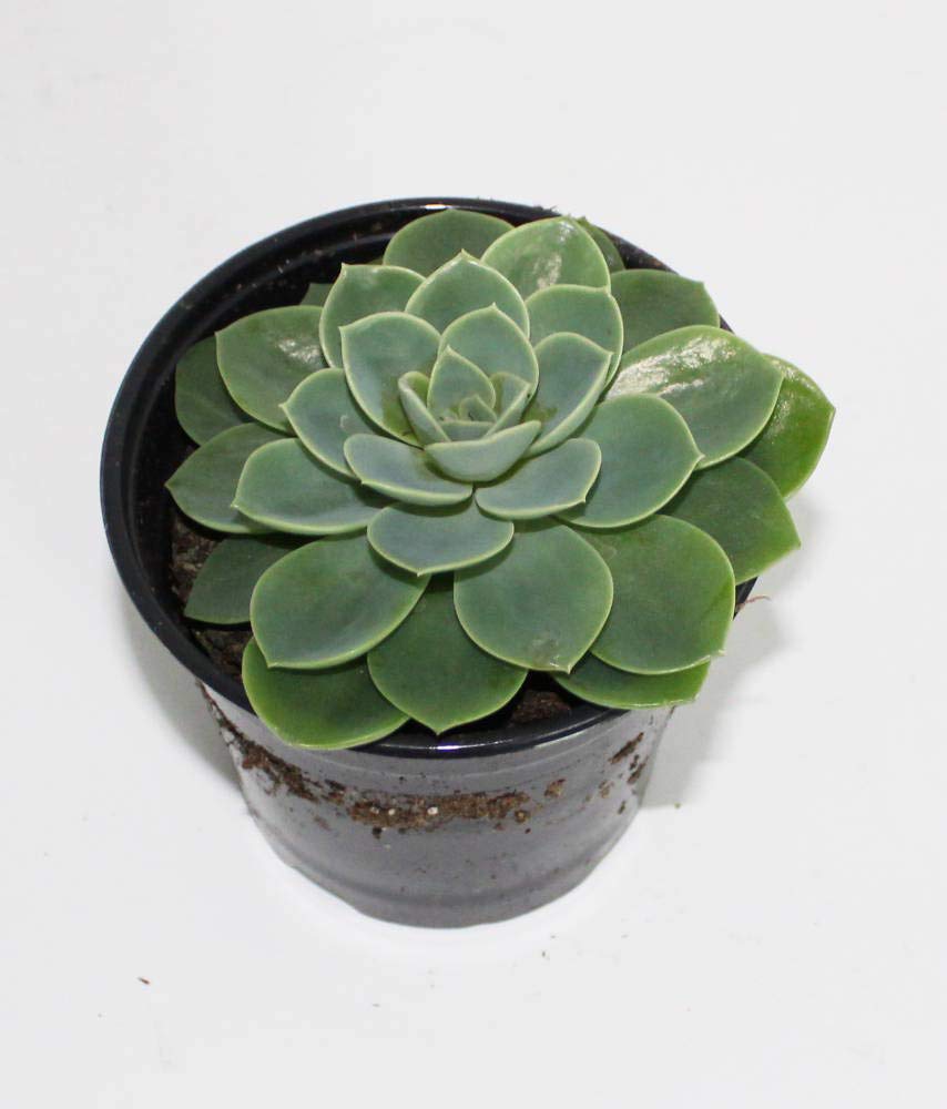 Assorted 4” Live Succulent – Hand-Selected Variety in Decorative Pot