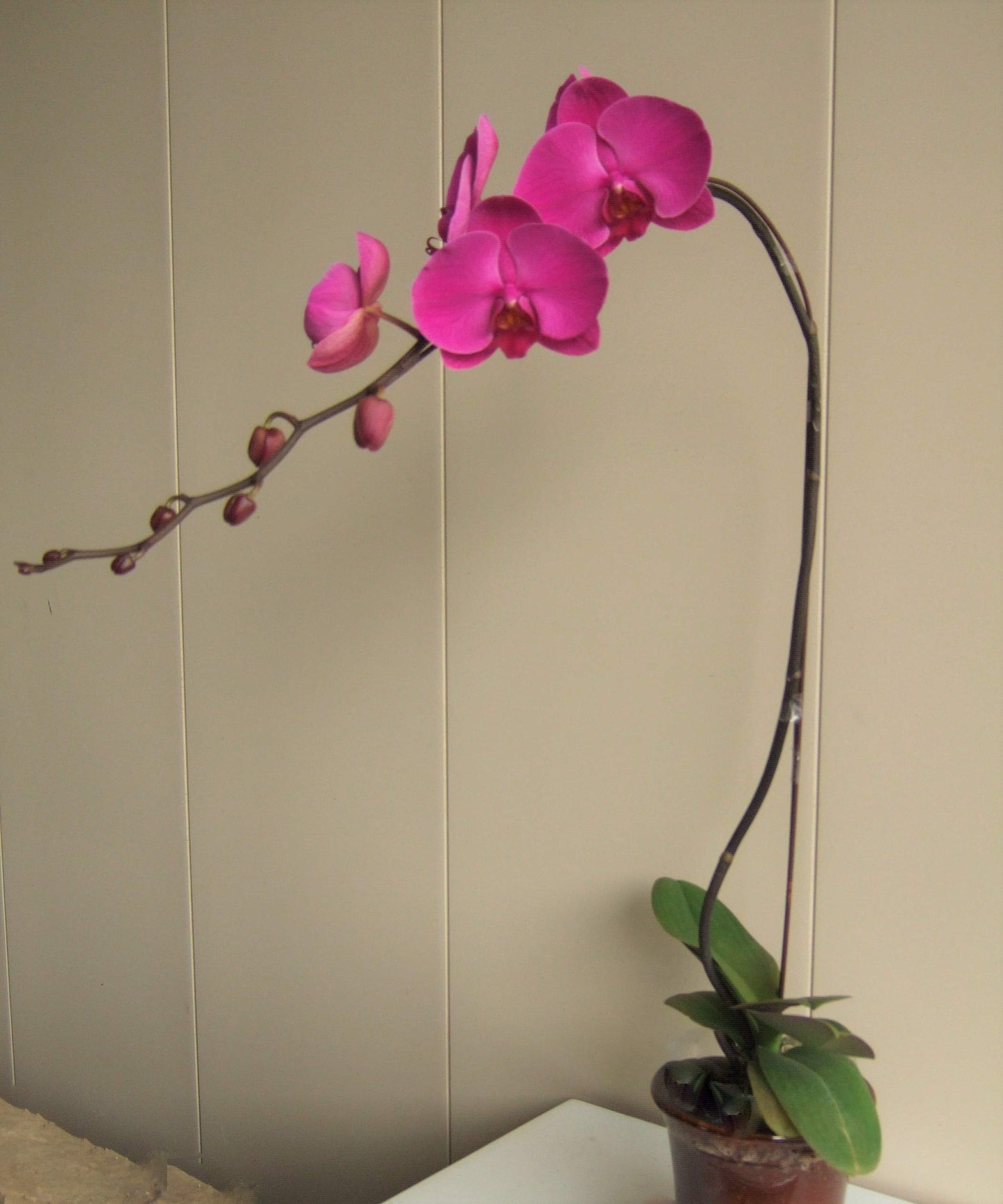 5" Live Phalaenopsis Orchid Plant – Large Blooms with Ceramic Pot