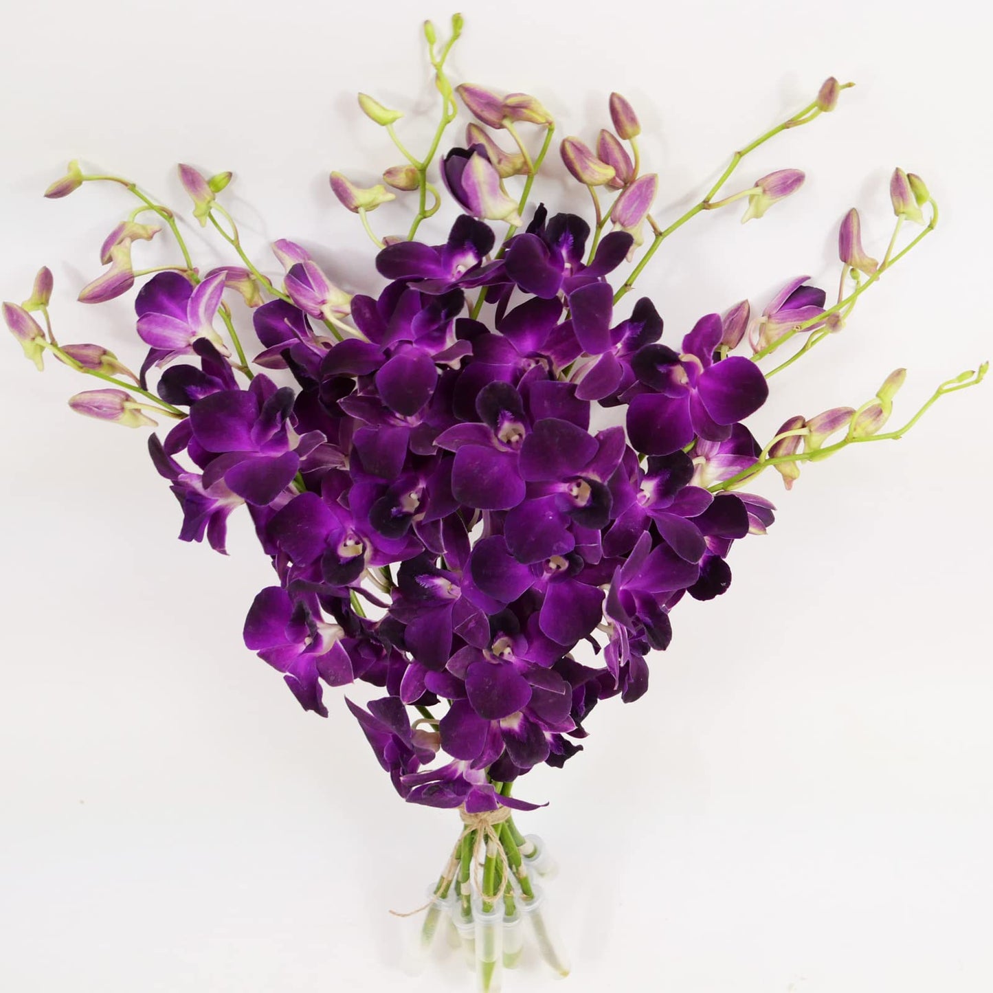 Purple Cut Dendrobium Orchids