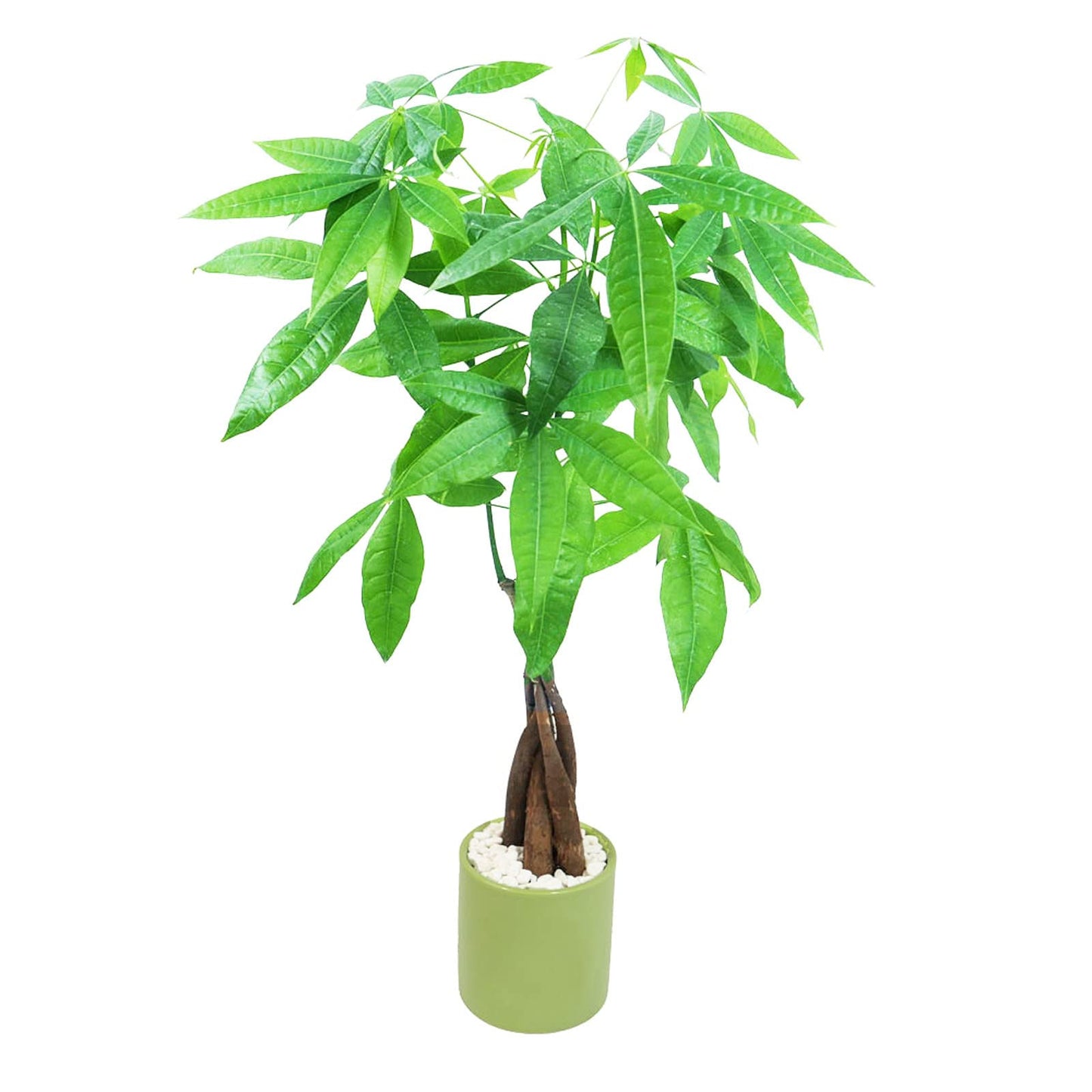 Live Money Tree (Pachira Aquatica) – 18–22” Tall Indoor Plant with Ceramic Pot