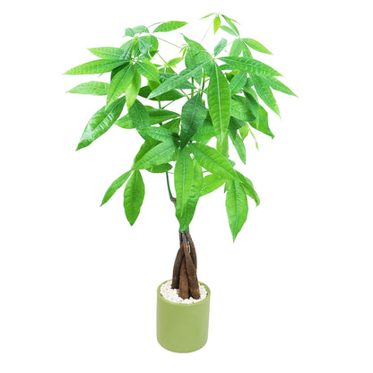 Live Money Tree (Pachira Aquatica) – 18–22” Tall Indoor Plant with Ceramic Pot