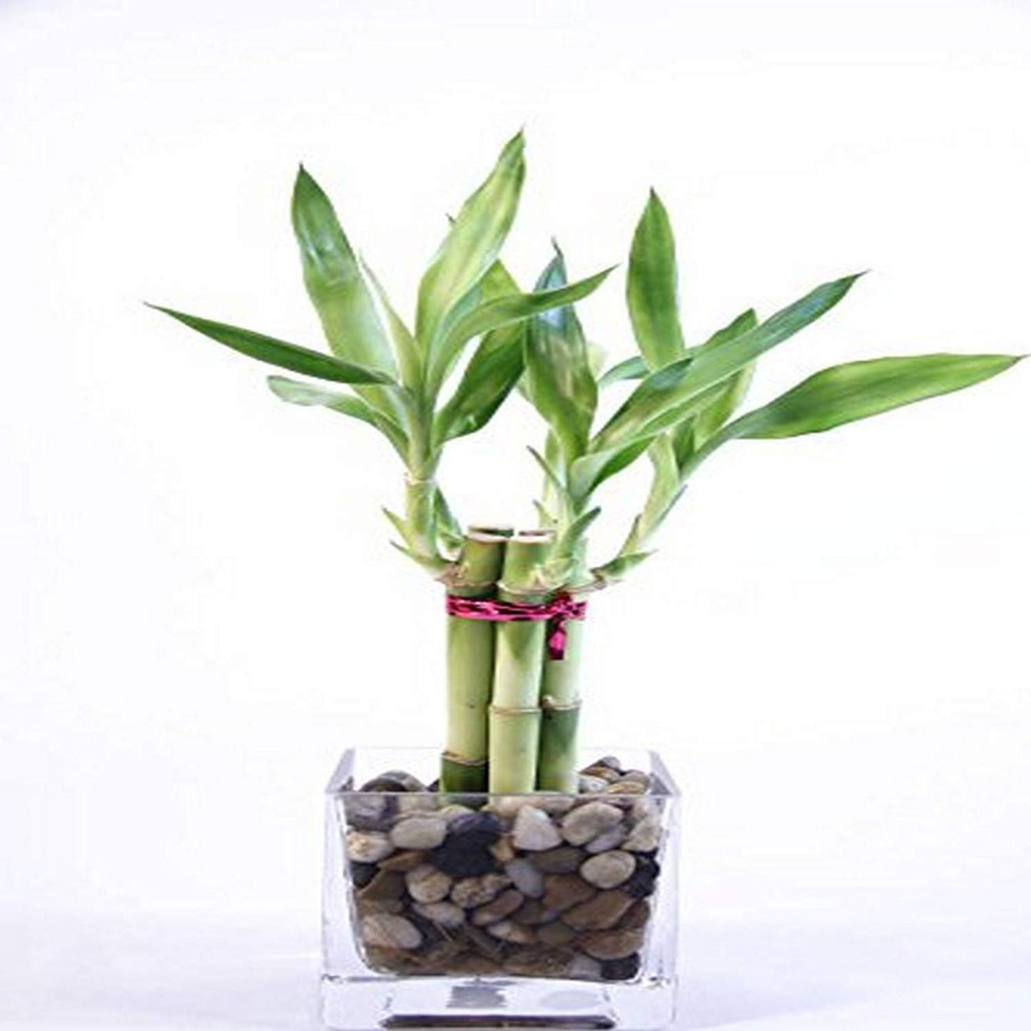 Lucky Bamboo Arrangement – Five 6” Stalks in Clear Square Prism Vase