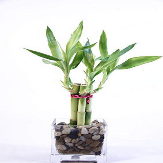 Lucky Bamboo Arrangement – Five 6” Stalks in Clear Square Prism Vase