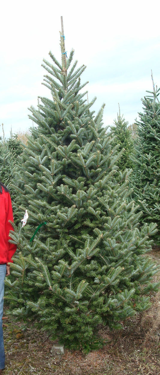 Real Fresh Cut Fraser Fir Christmas Tree