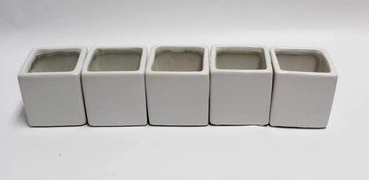 Live 2-Inch Assorted Succulent Set – Mini Potted Plants with Decorative Rocks (2, 3, or 5 Pack)