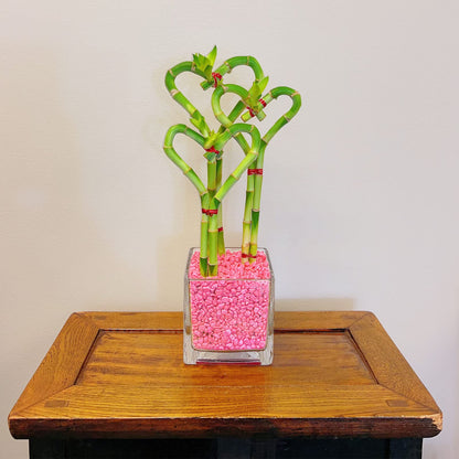 Heart-Shaped Lucky Bamboo Arrangement in Glass Vase – 1, 2, or 3 Hearts