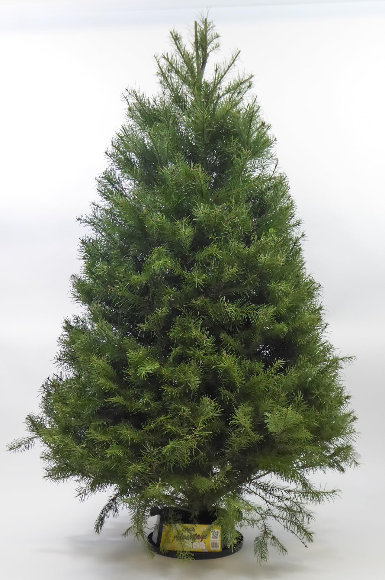Real Fresh Cut Douglas Fir Christmas Tree