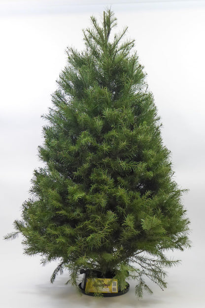 Real Fresh Cut Douglas Fir Christmas Tree