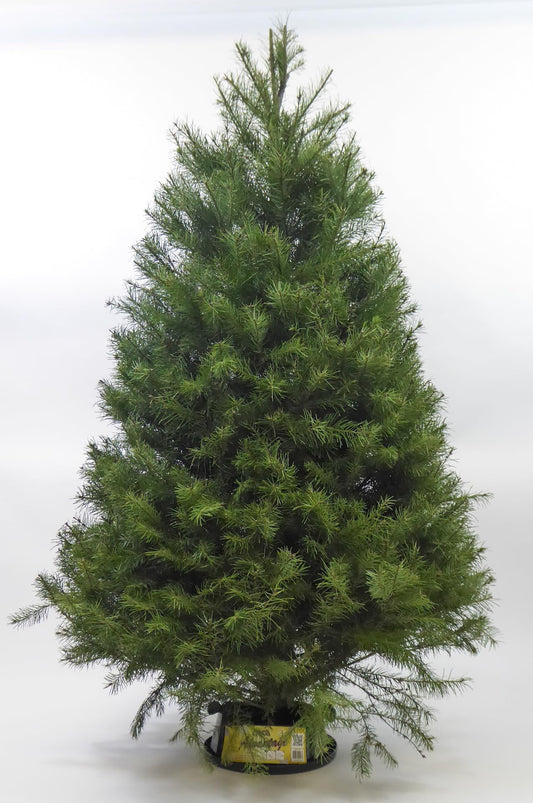 Real Fresh Cut Douglas Fir Christmas Tree