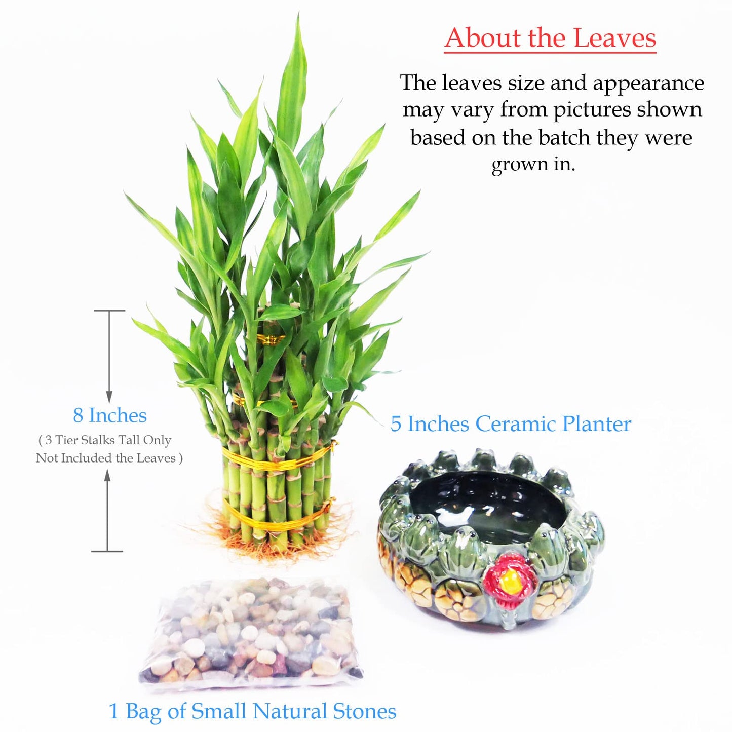 3-Tier Lucky Bamboo Plant Arrangement in Ceramic Animal Pot