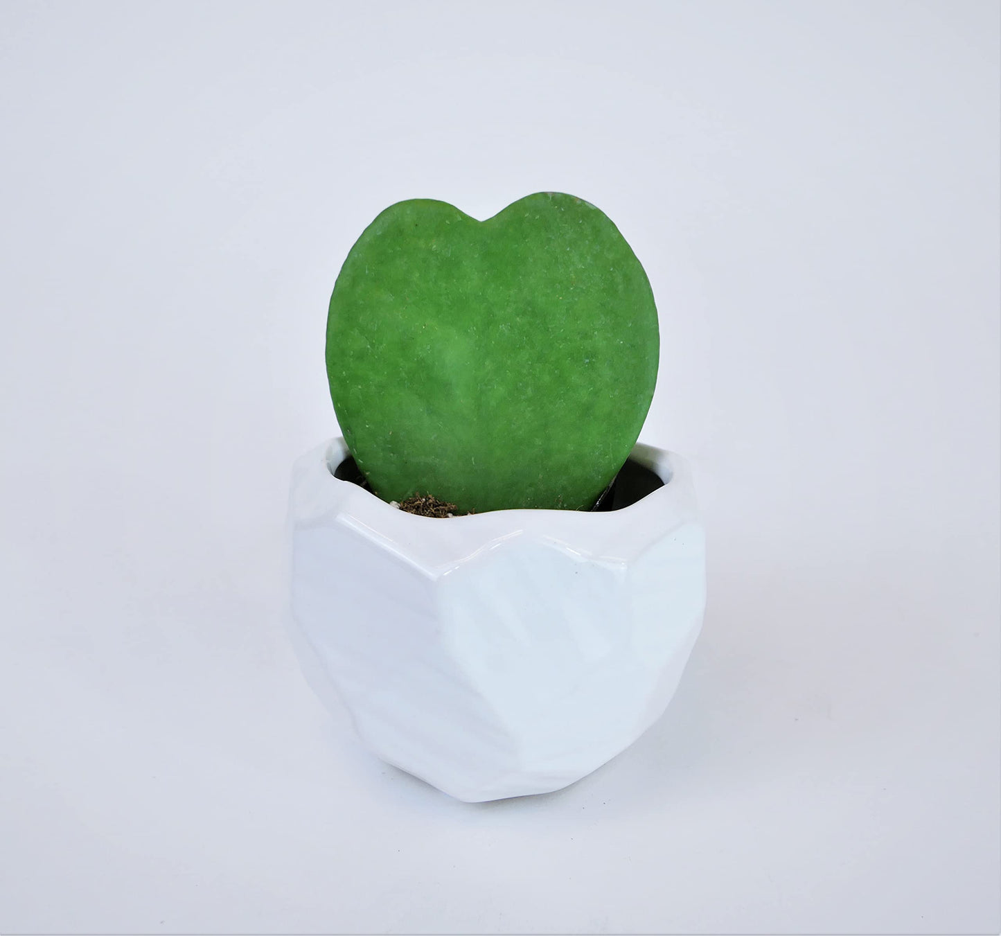 Heart-Shaped Hoya Kerrii – Live Succulent Plant Arrangement in Ceramic Pot