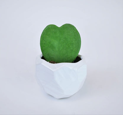 Heart-Shaped Hoya Kerrii – Live Succulent Plant Arrangement in Ceramic Pot