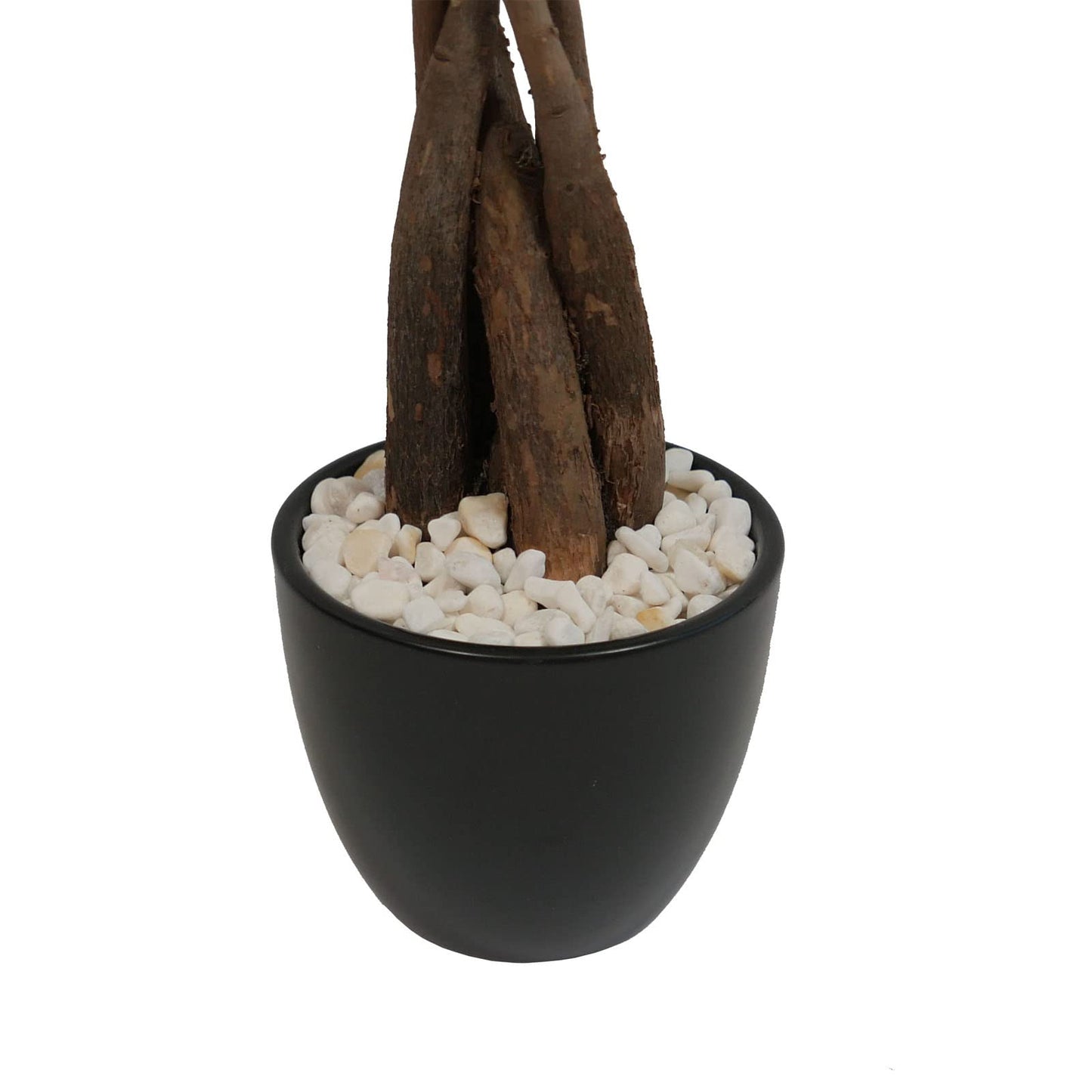 Live Money Tree (Pachira Aquatica) – 18–22” Tall Indoor Plant with Ceramic Pot