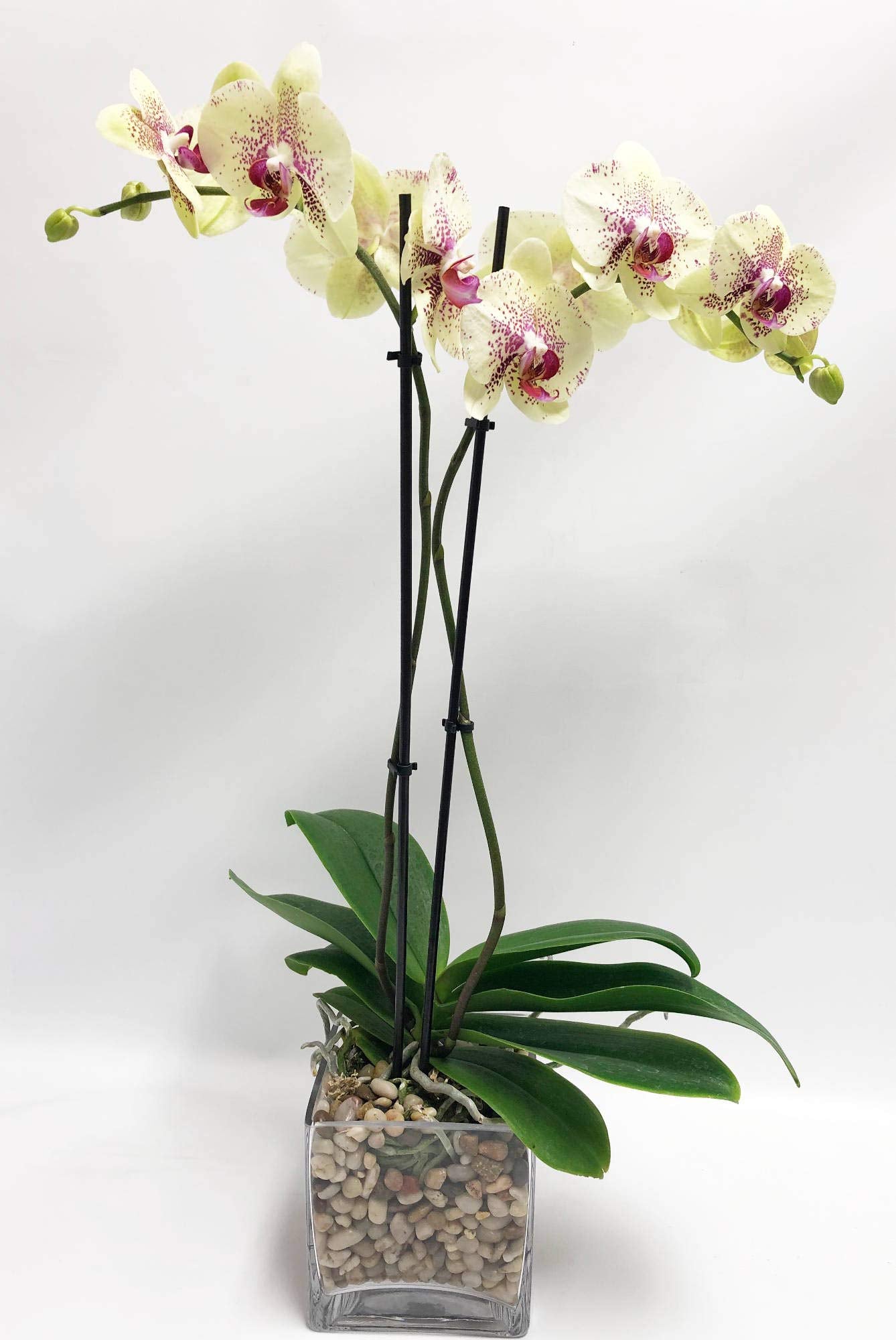 Live Yellow Double-Stem Phalaenopsis Orchid – 5” Blooms in Glass Cube Vase