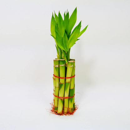 Straight Lucky Bamboo Stalks with Shoots (Bunch)