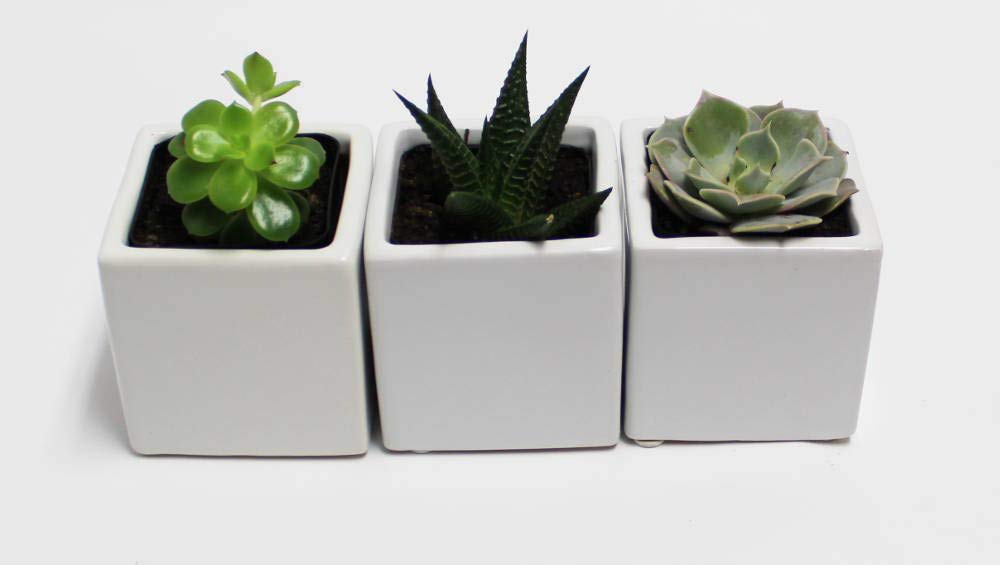Live 2-Inch Assorted Succulent Set – Mini Potted Plants with Decorative Rocks (2, 3, or 5 Pack)