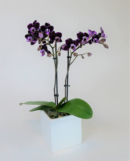 Mini Phalaenopsis Orchid – 3" with Ceramic Pot