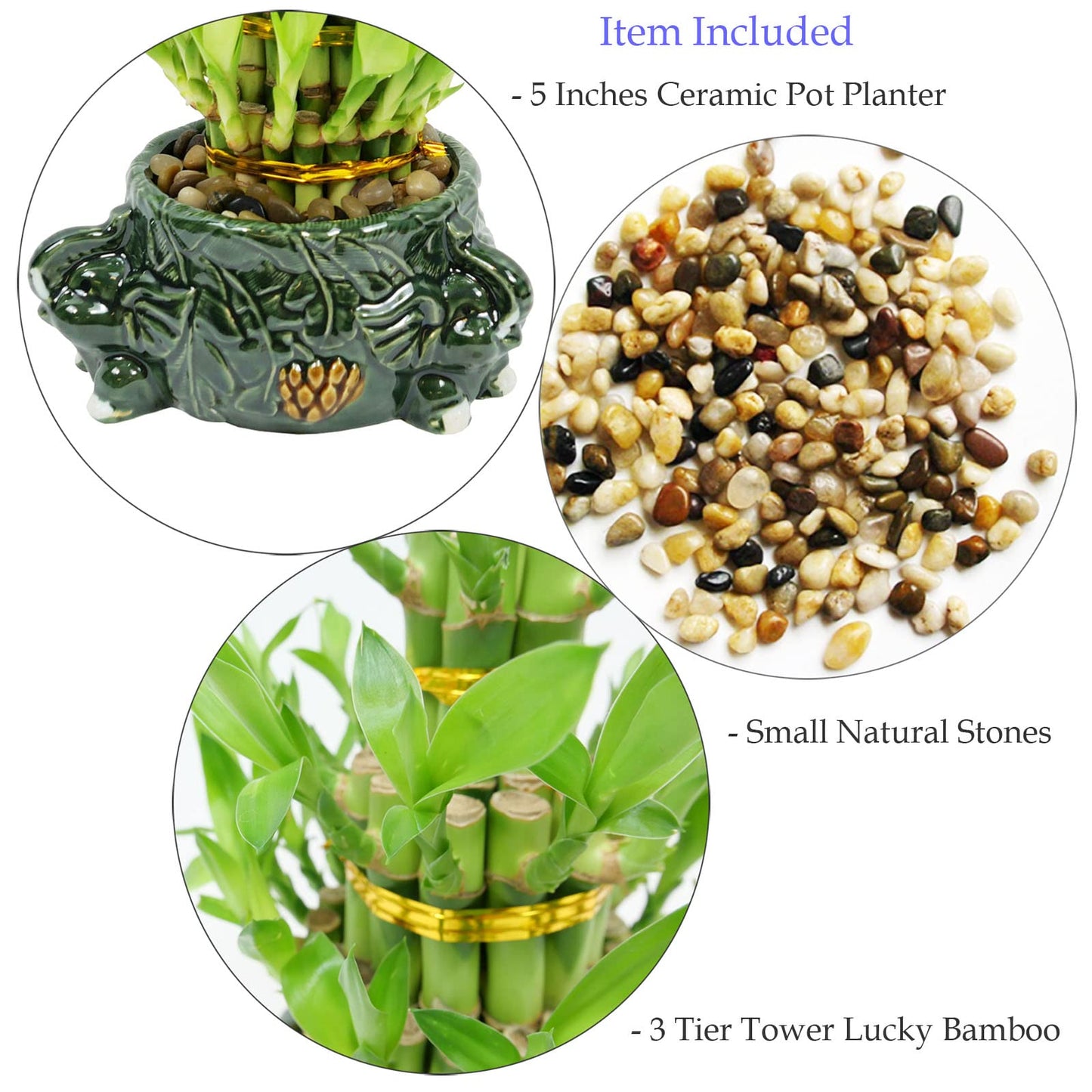 3-Tier Lucky Bamboo Plant Arrangement in Ceramic Animal Pot