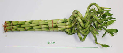 Lucky Bamboo Corkscrew Spiral Shoots (Bunch)