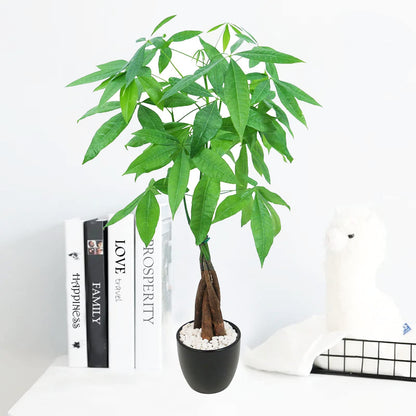 Live Money Tree (Pachira Aquatica) – 18–22” Tall Indoor Plant with Ceramic Pot