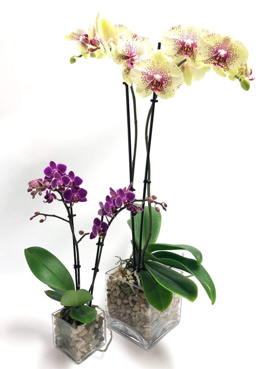 Double Orchid Plant Set – Live Double-Stem Yellow & Purple Phalaenopsis Orchids in Glass Cube Vases (5” & 3” Blooms)