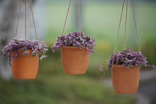 Trio Hanging Callisia ‘Pink Panther’ – Live Variegated Plants in 4” Terracotta Pots