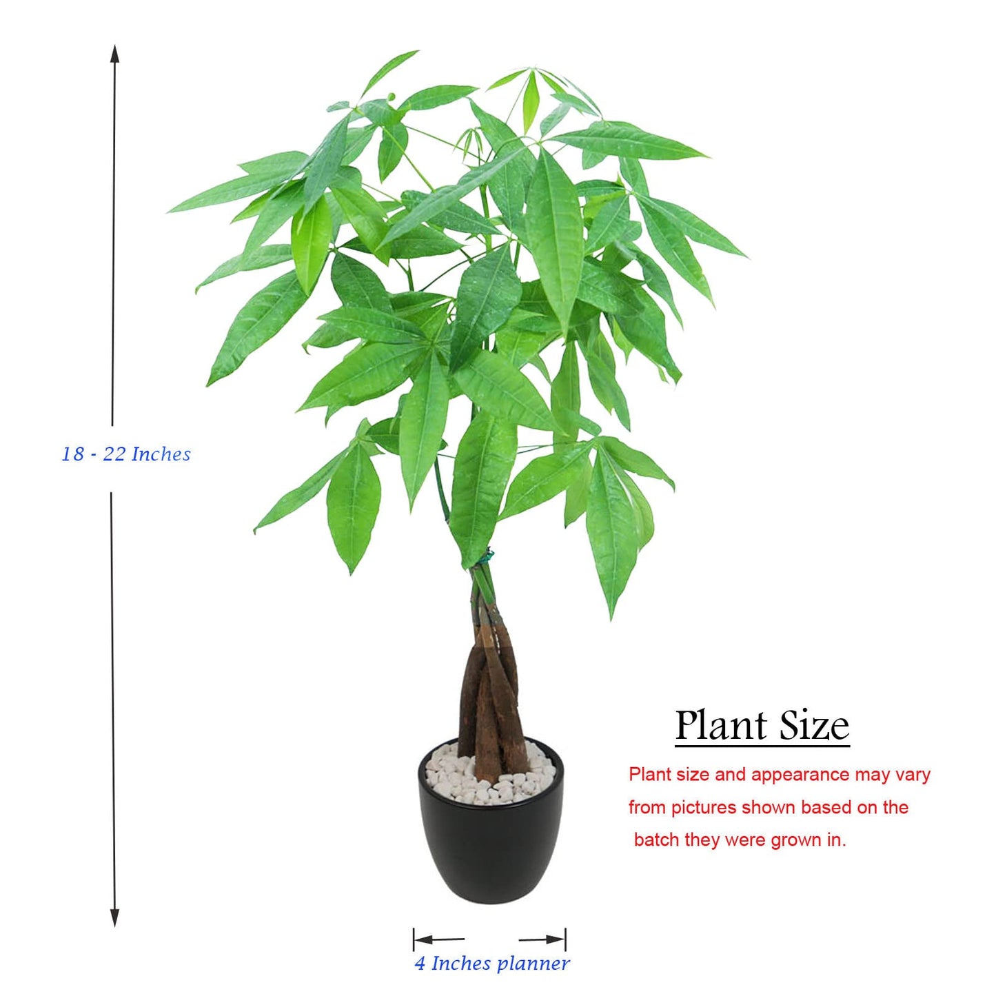 Live Money Tree (Pachira Aquatica) – 18–22” Tall Indoor Plant with Ceramic Pot