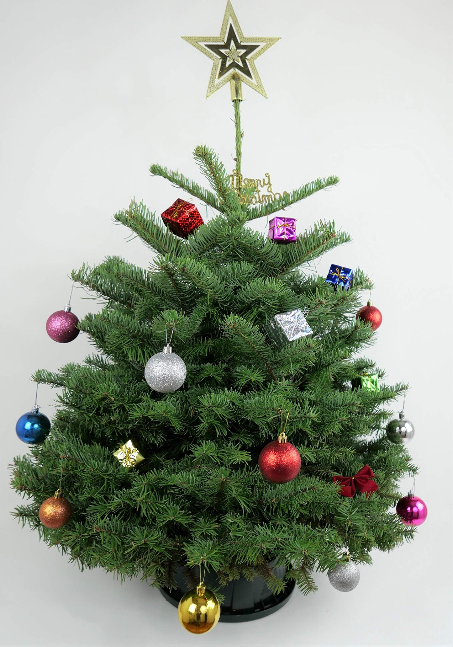 Real Fresh Cut Noble Fir Christmas Tree