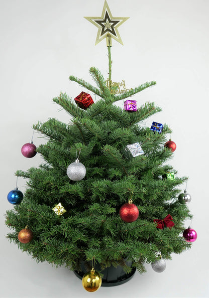 Real Fresh Cut Noble Fir Christmas Tree