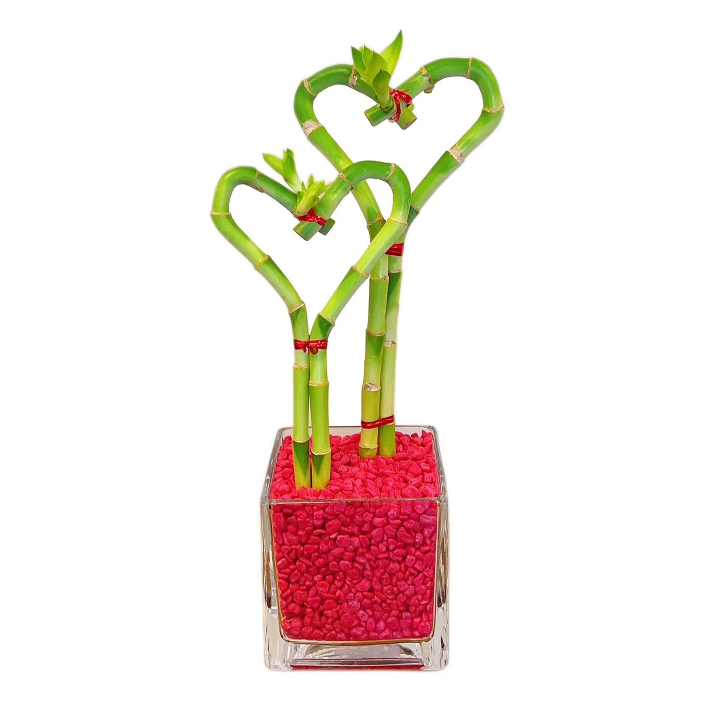 Heart-Shaped Lucky Bamboo Arrangement in Glass Vase – 1, 2, or 3 Hearts