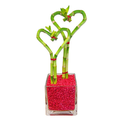 Heart-Shaped Lucky Bamboo Arrangement in Glass Vase – 1, 2, or 3 Hearts