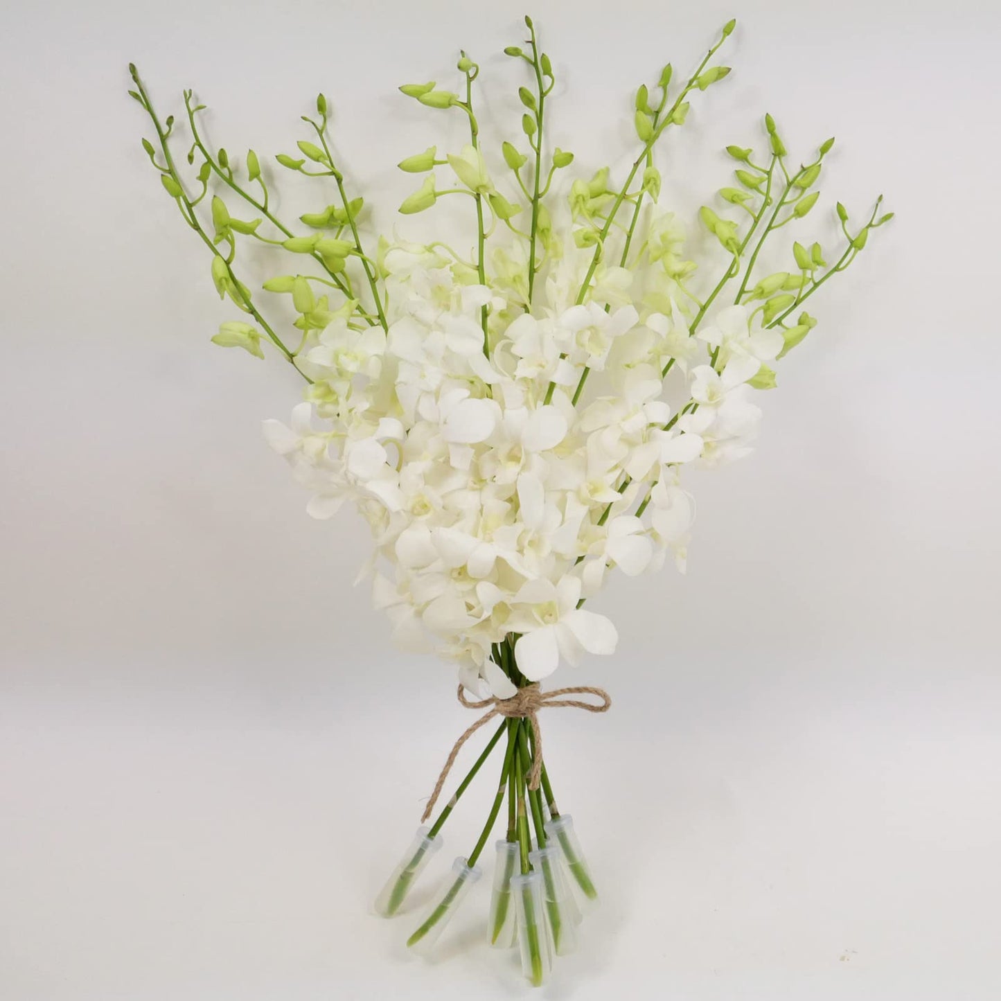 White Cut Dendrobium Orchids