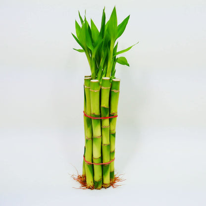 Straight Lucky Bamboo Stalks with Shoots (Bunch)