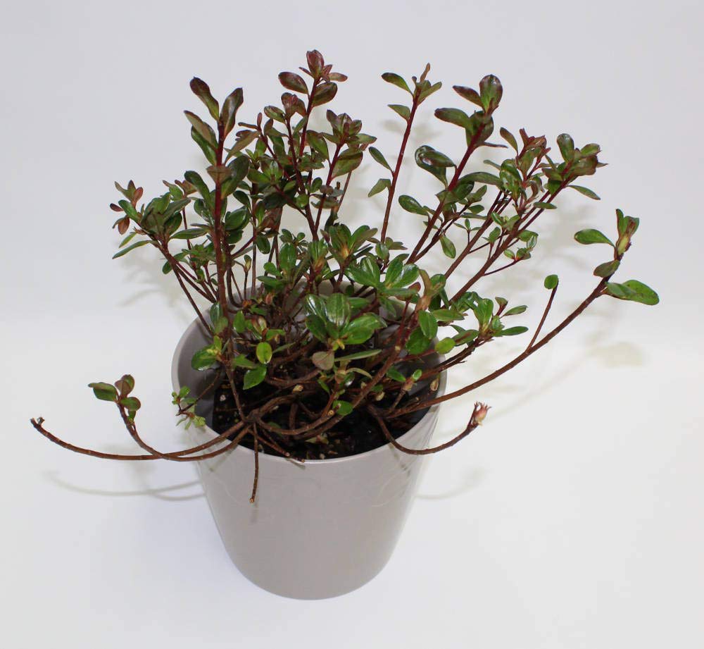 Hino-Crimson Azalea – 1 Gallon Outdoor Shrub with Vibrant Red Blooms