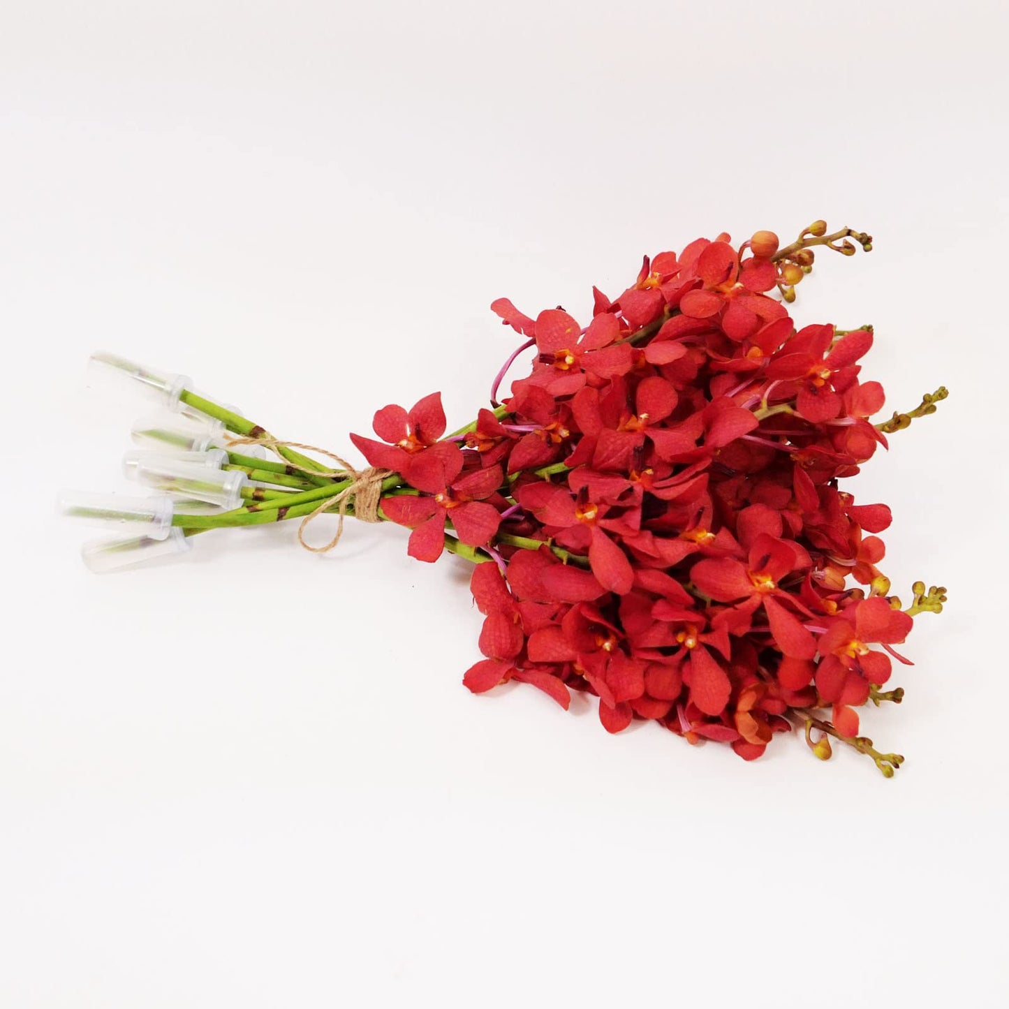 Red Mokara Cut Orchids