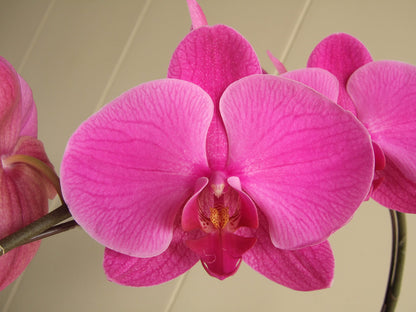 5" Live Phalaenopsis Orchid Plant – Large Blooms with Ceramic Pot