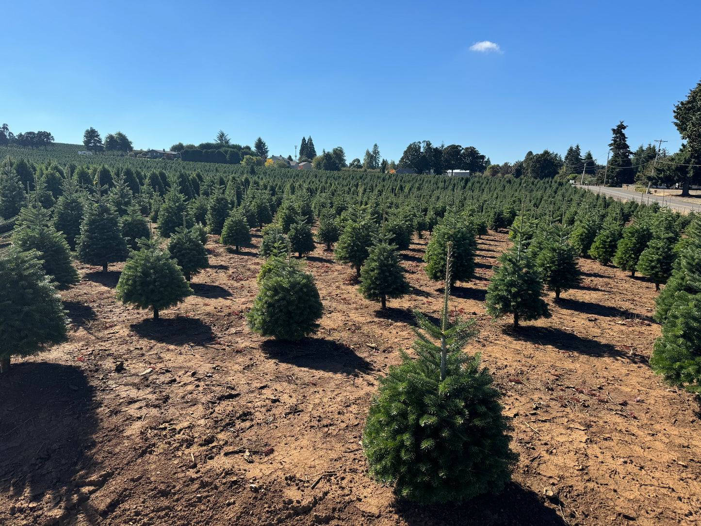 Real Fresh Cut Nordman Fir Christmas Tree