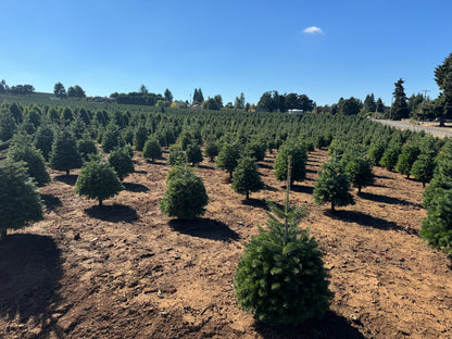Real Fresh Cut Nordman Fir Christmas Tree