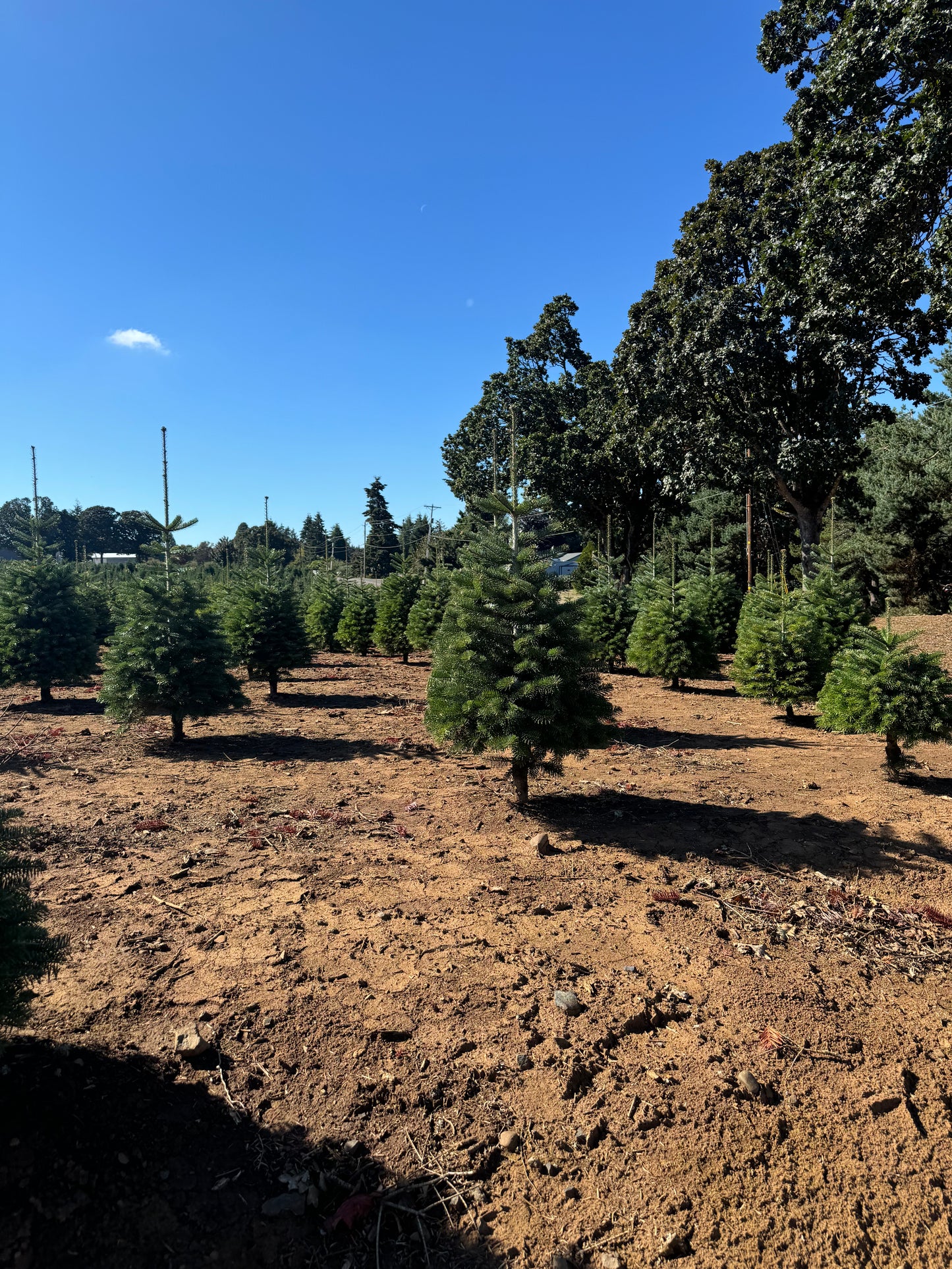 Real Fresh Cut Nordman Fir Christmas Tree